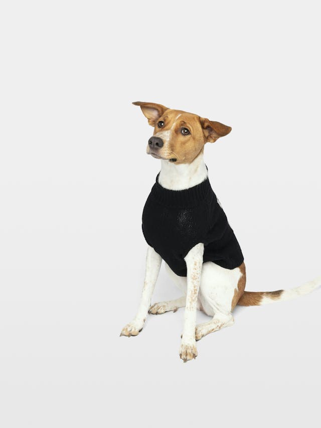 Pullover Zadog 100% Merinowolle