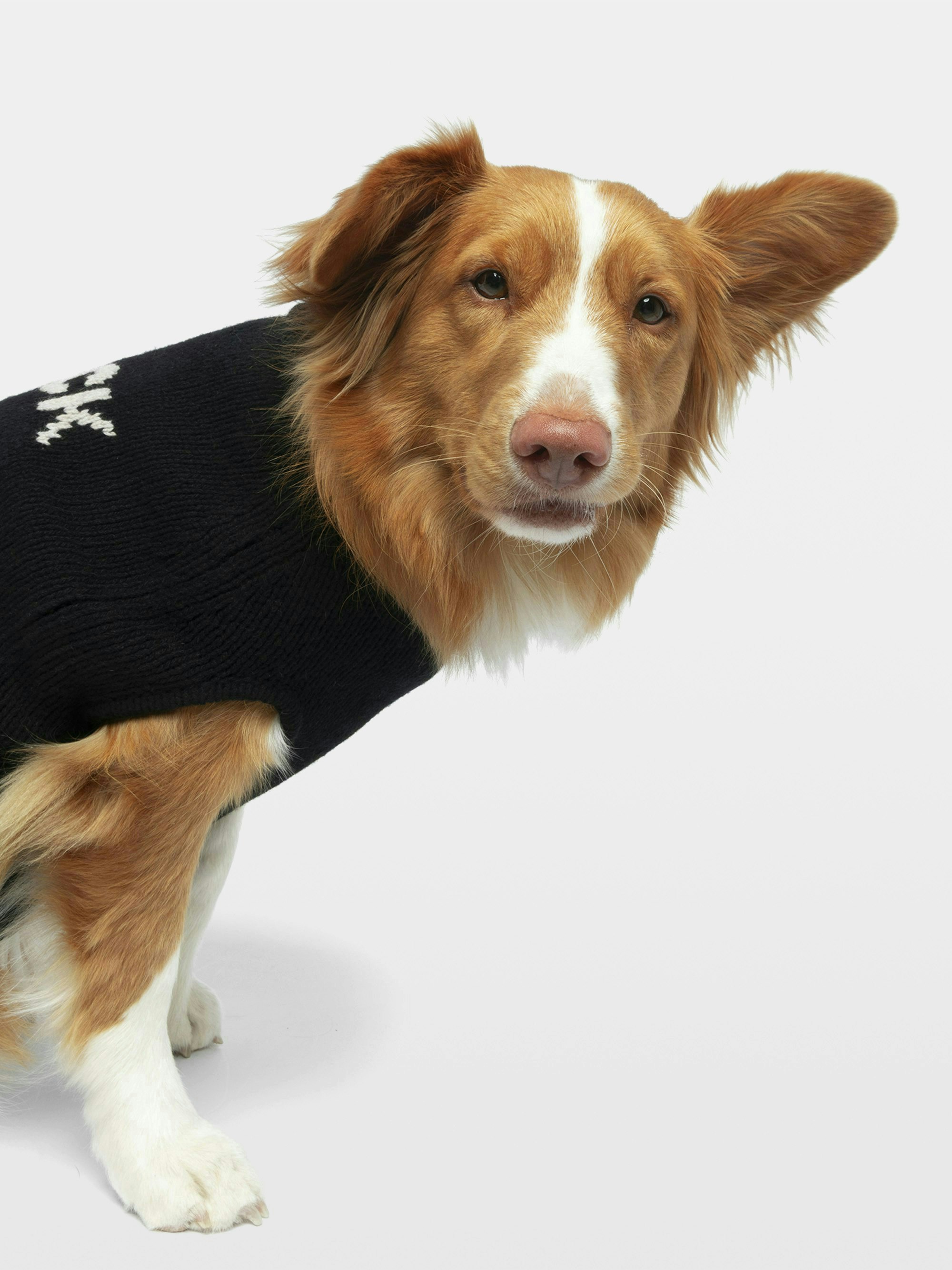 Pullover Zadog 100% Merinowolle