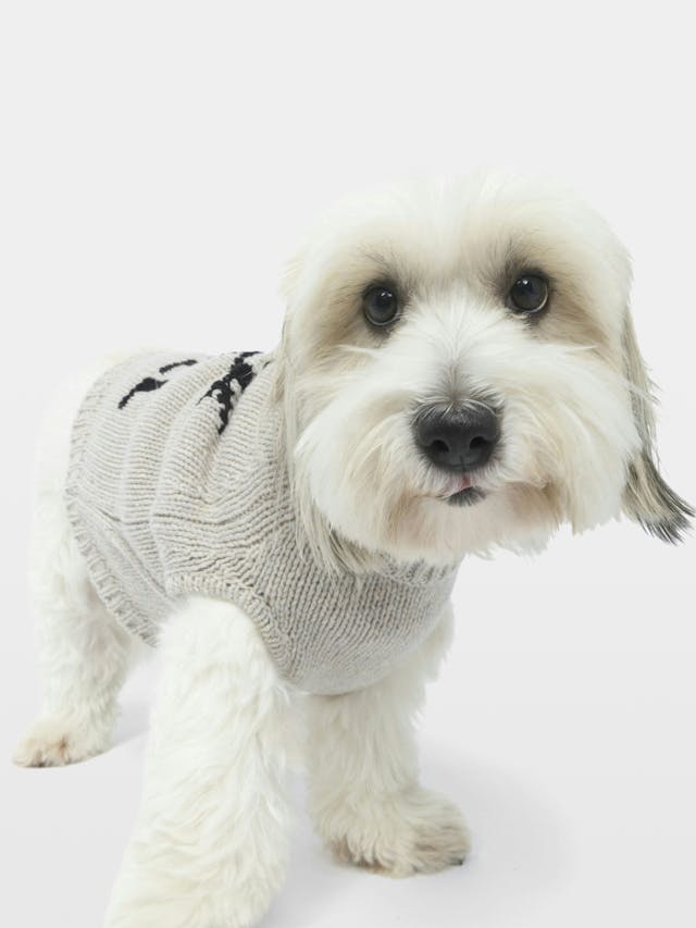 Pullover Zadog 100% Merinowolle