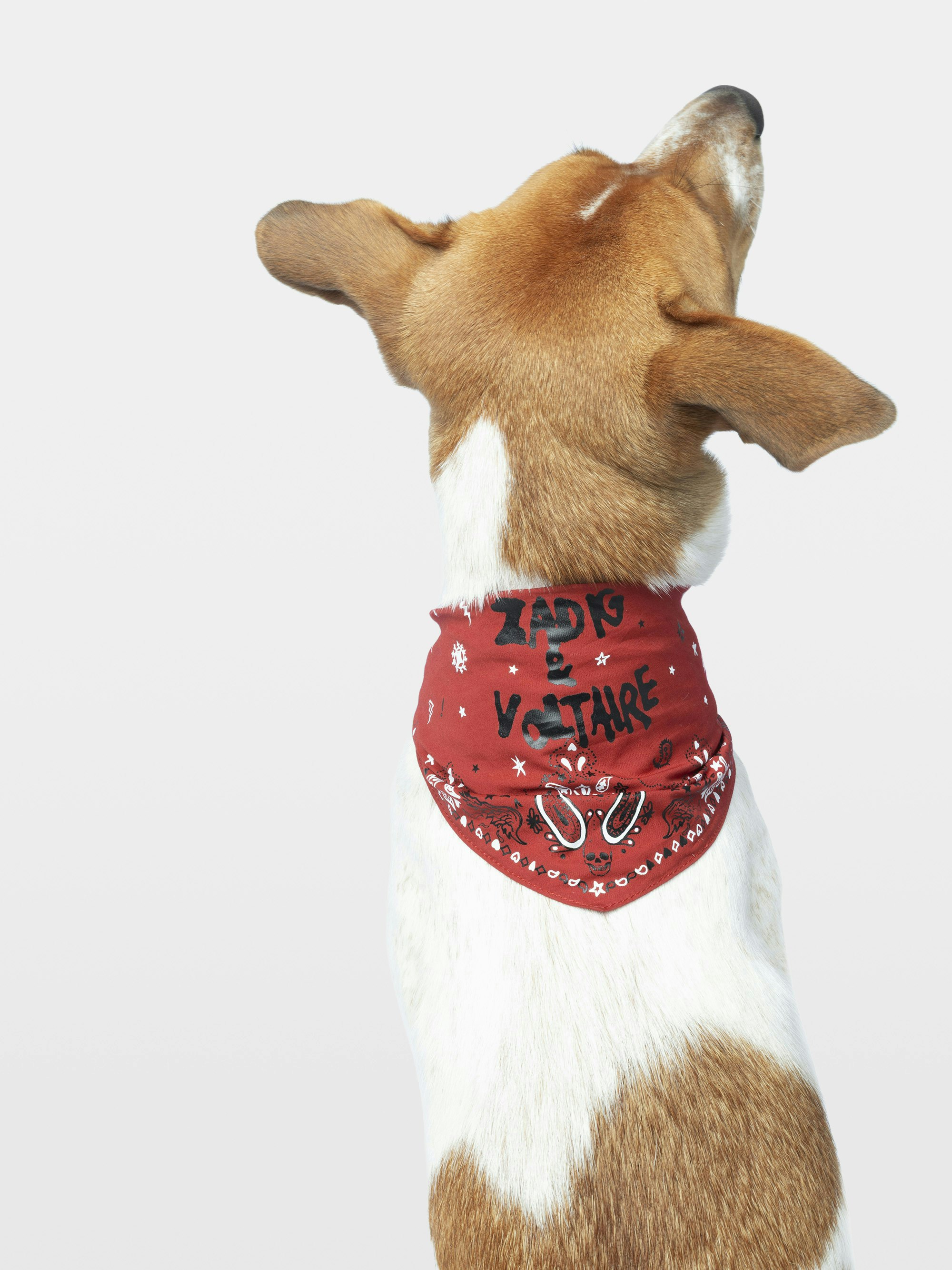 Bandana Zadog