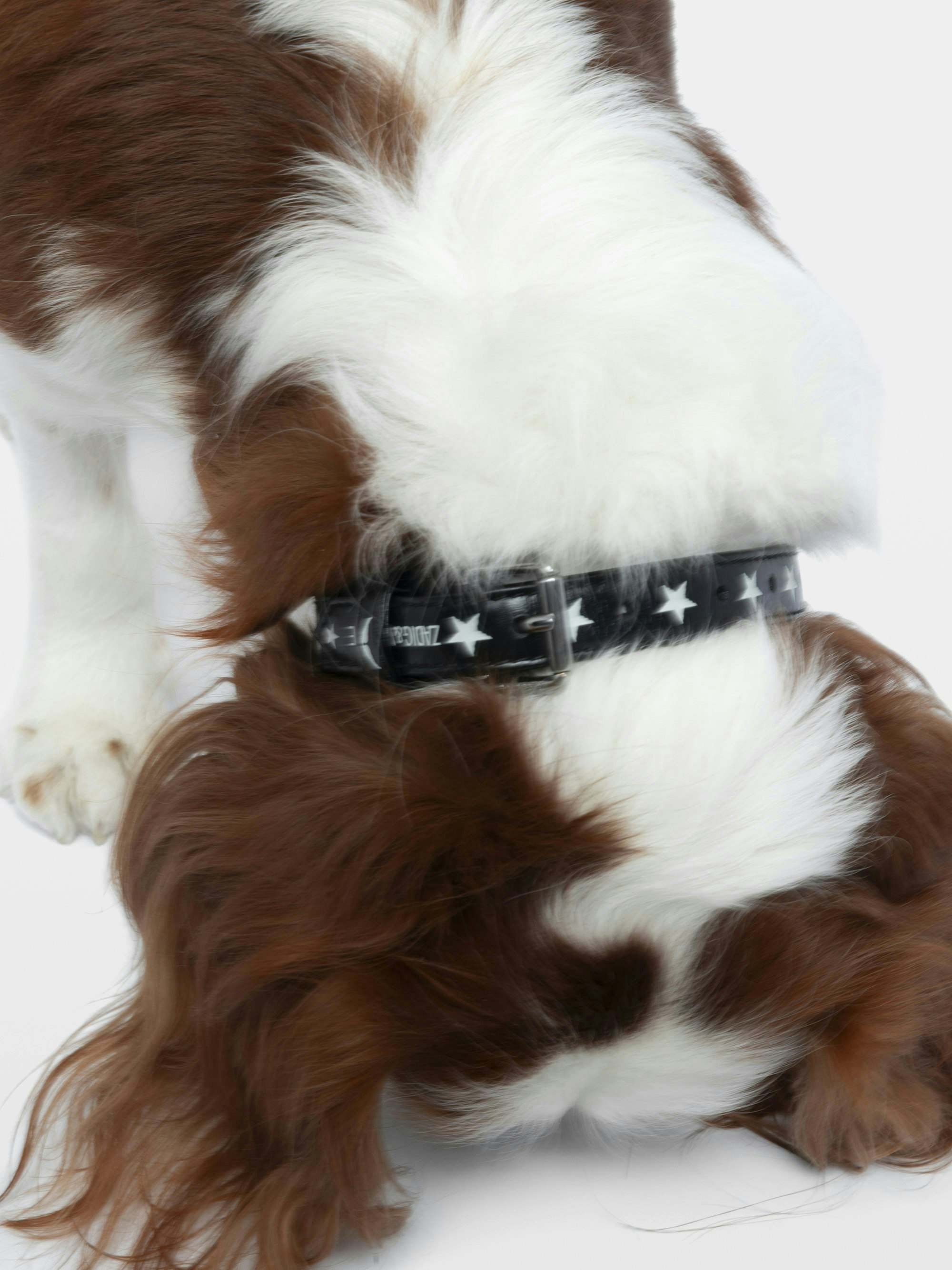 Zadog Halsband