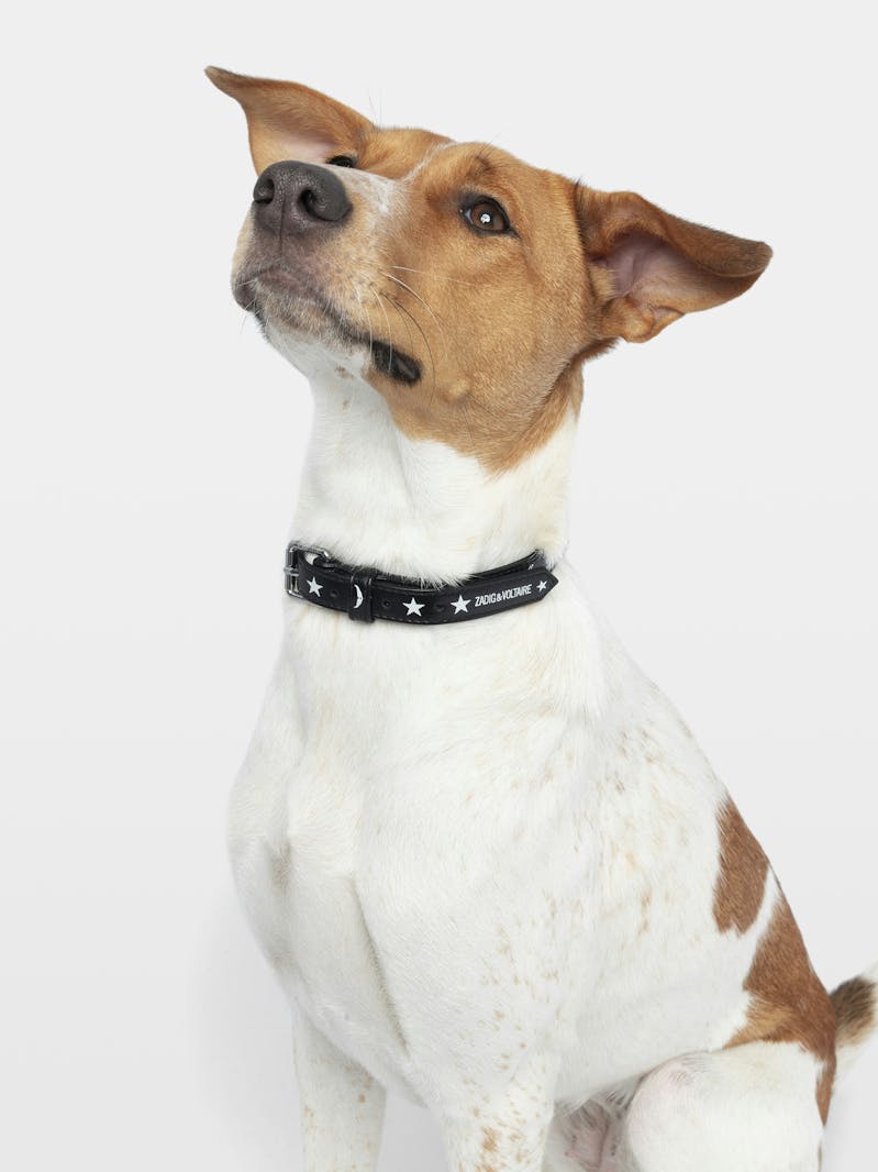 Collar Zadog