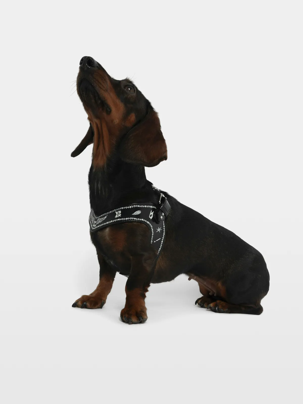 Zadog Harness