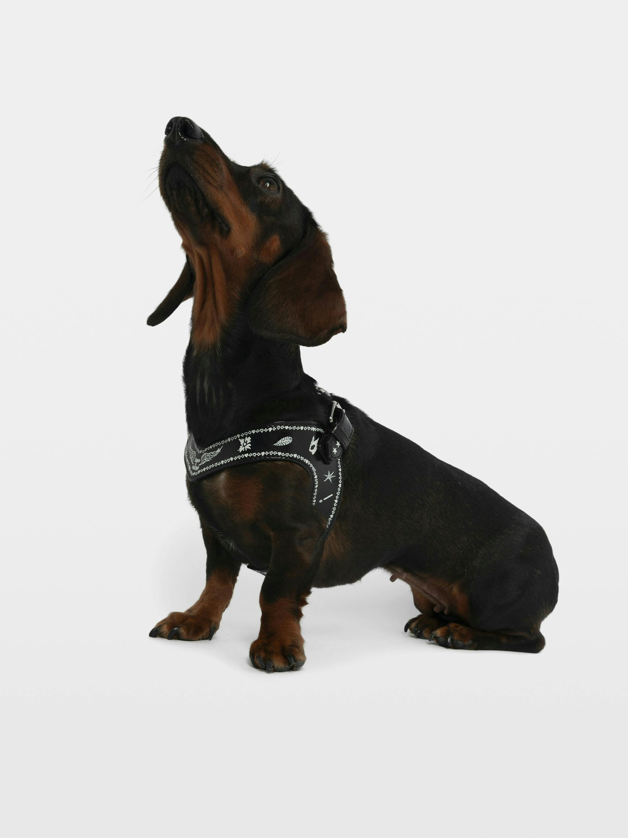 Zadog Harness 5
