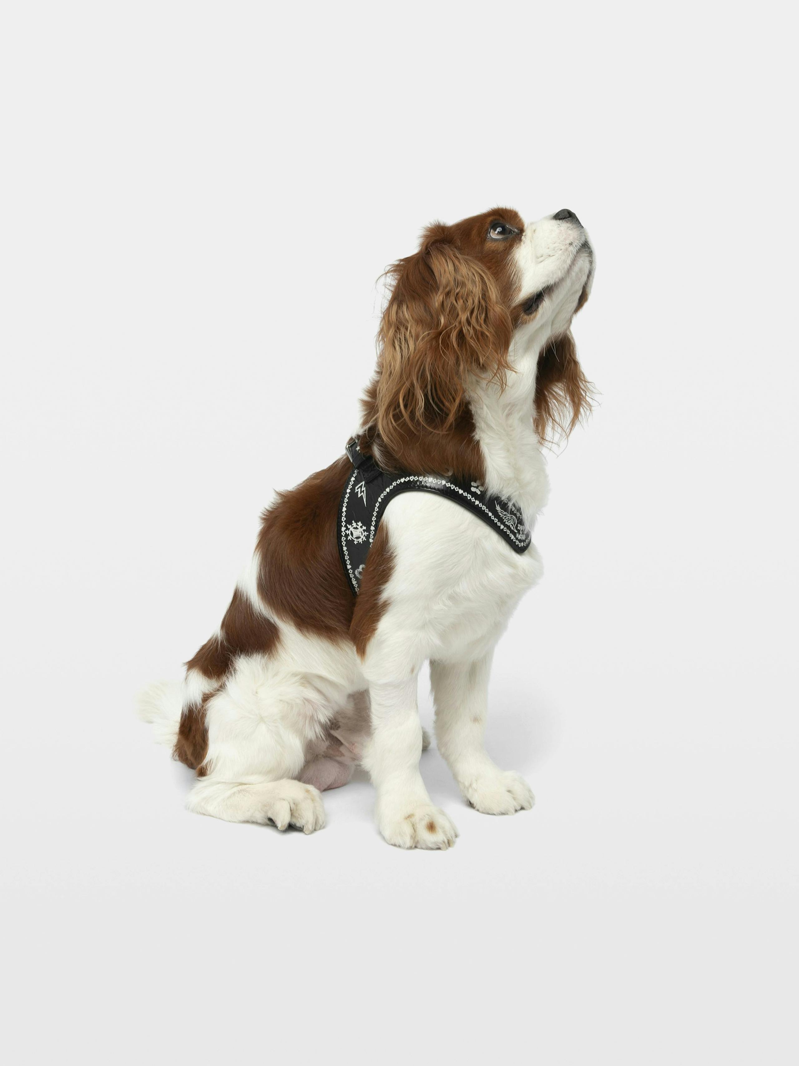 Zadog Harness 7